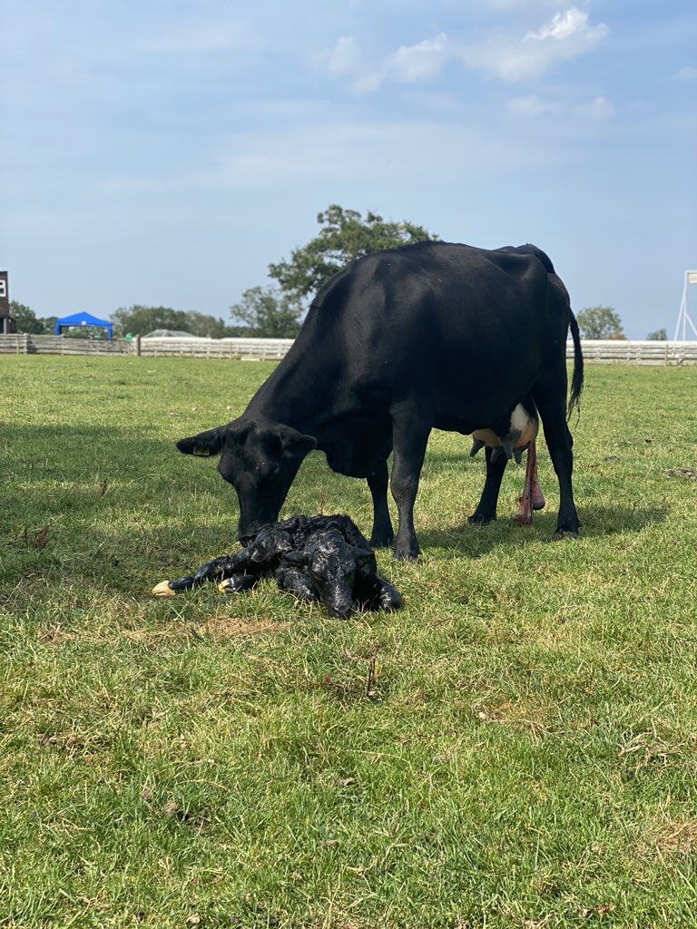 FarmKirkley's tweet photo. Welcome to the world lil lad, not even 5 minutes old #calving #Northumberland #calves #beeffarming https://t.co/MZje4EMBcM
