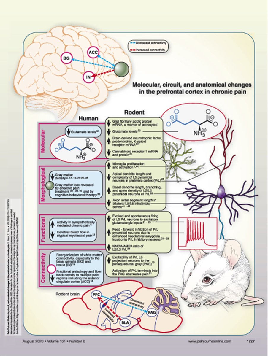 PAINthejournal's tweet image. Take a look at a #PainPictured article in #PAINJournal: Molecular, circuit, and anatomical changes in the #PrefrontalCortex in #ChronicPain: bit.ly/2PE5uRf #EditorsChoice