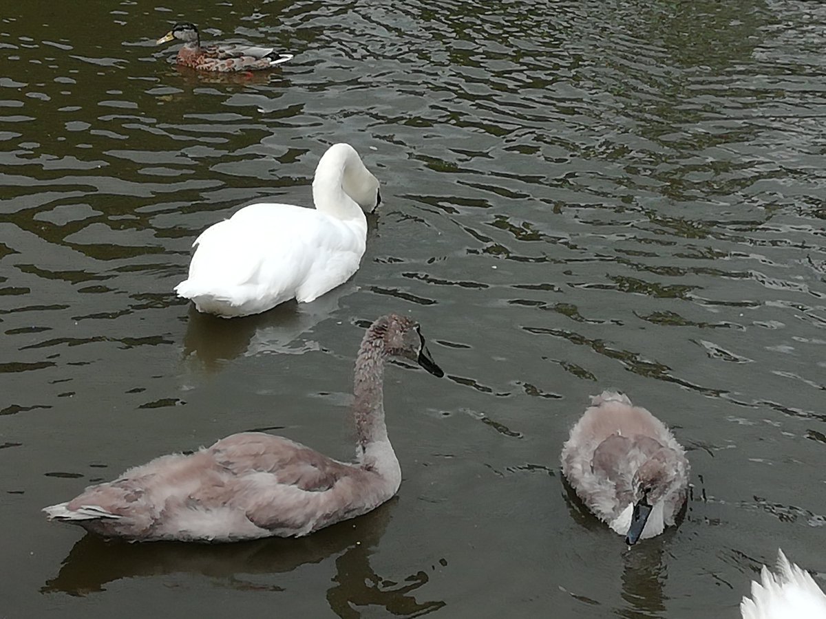 Back in Hyndland with the original (and better) swans.