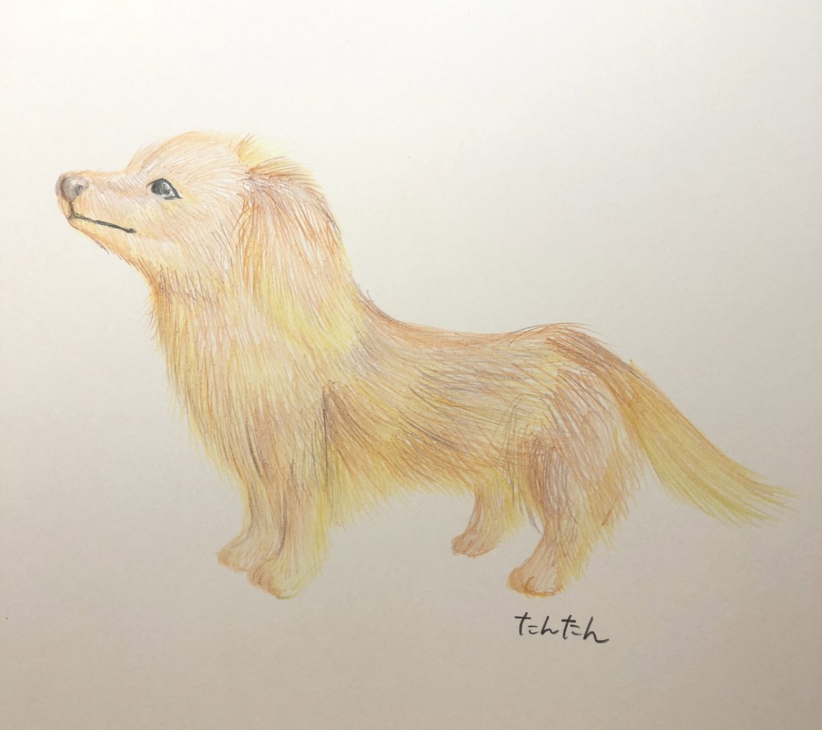 ミニチュアダックス 今日届いた色鉛筆を早速使ってみました お たんたん 毎日くつしたねこのイラスト