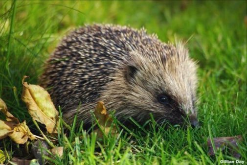 Please say no to poisonous slug pellets, pesticides and weedkillers. Hedgehogs hoover up over 100 invertebrates every night. Pic via <a href="/WildlifeTrusts/">The Wildlife Trusts</a>
#wildlife #gardening