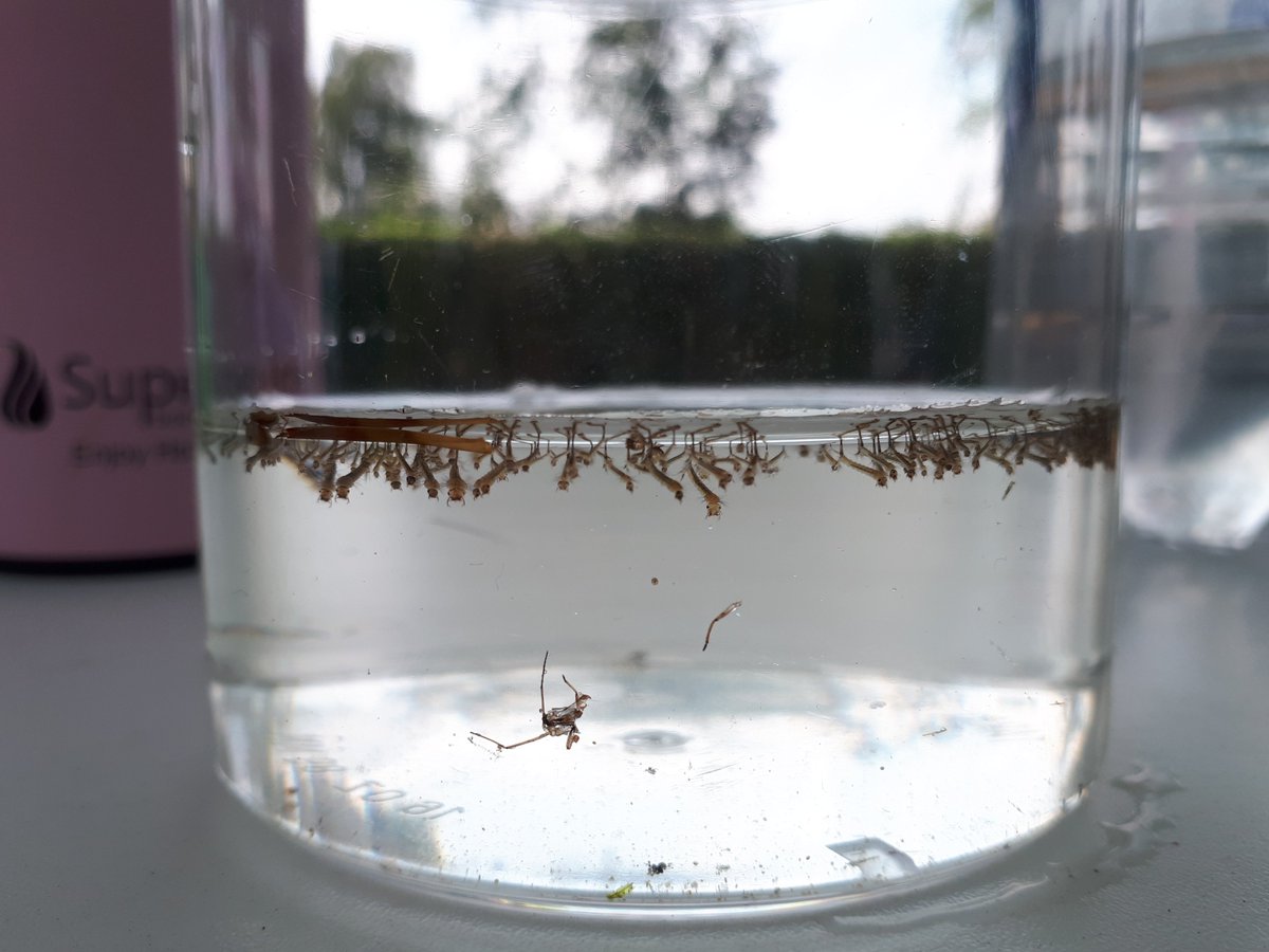 JGvanderBeek's tweet photo. I'm on a holiday, but I felt the urge to sample a broken fountain in #SintOedenrode for mosquito larvae - at first look alreadyu at least three species! Did bring a breeding pot, but no ethanol or insect pins #sadrealizations. https://t.co/xlq1EmyG03