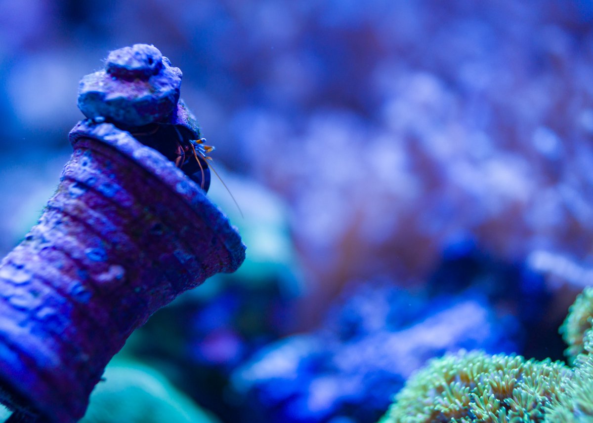 スベスベサンゴヤドカリ