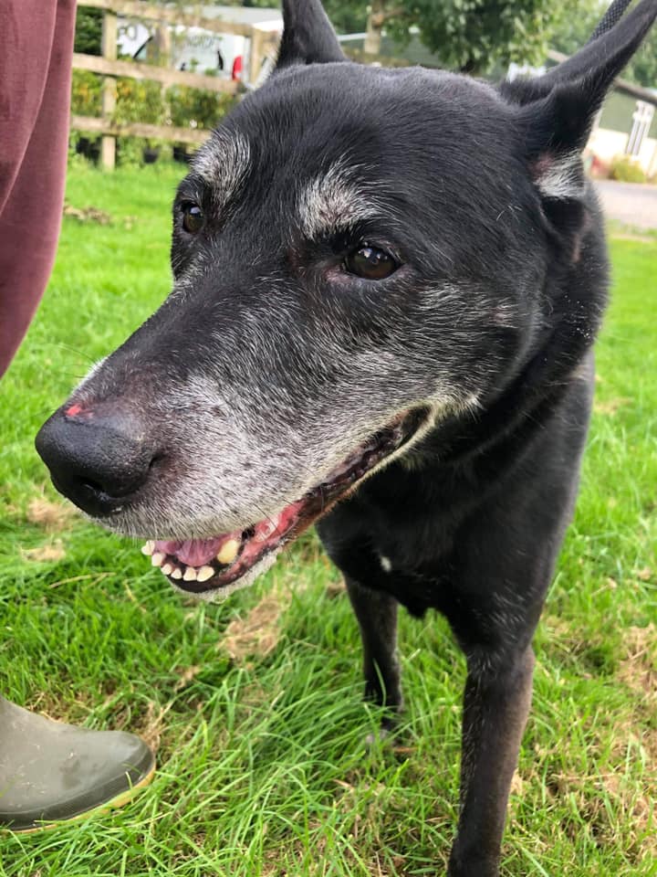 The_Animal_Team's tweet photo. ❌FOUND❌ 10/8/2020, #Parkfields #Abram #Wigan #WN2 area. Please RT to help reunite with owner. Proof of ownership and all fees to be paid. 📞 01942 700700 if you are the legal owner. https://t.co/8bArZJuHEr #dogsoftwitter #dogs #lostdog #founddog https://t.co/1gudz1GPbD