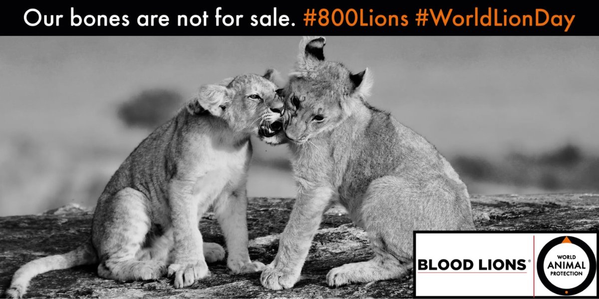 DawnJorgensen's tweet image. Why are their bones for sale? What possible justification for this barbaric and cruel practice which YOU endorse and allow. @BarbaraCreecy_ @environmentza @MoveTheWorldAF #WorldLionDay #800Lions
