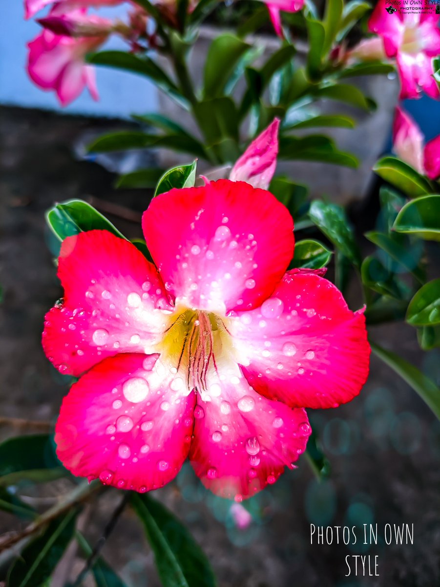 IN_OWN_STYLE's tweet photo. Beautiful textures of adenium 🌺
#flowerslovers #flower #nature #NaturePhotography #Pink #photosinownstyle https://t.co/yFVrDV3Yye