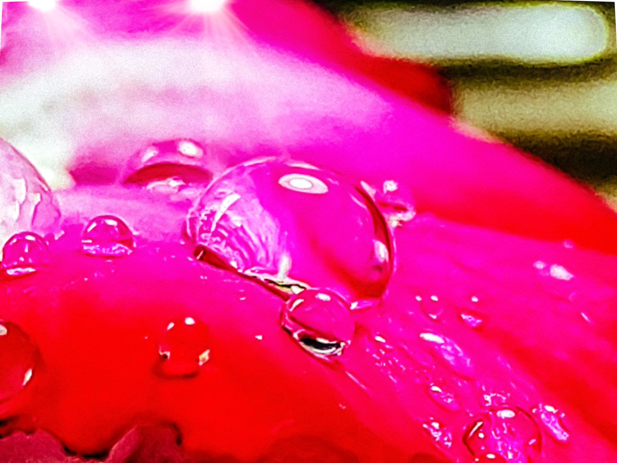 IN_OWN_STYLE's tweet photo. Beautiful textures of adenium 🌺
#flowerslovers #flower #nature #NaturePhotography #Pink #photosinownstyle https://t.co/yFVrDV3Yye