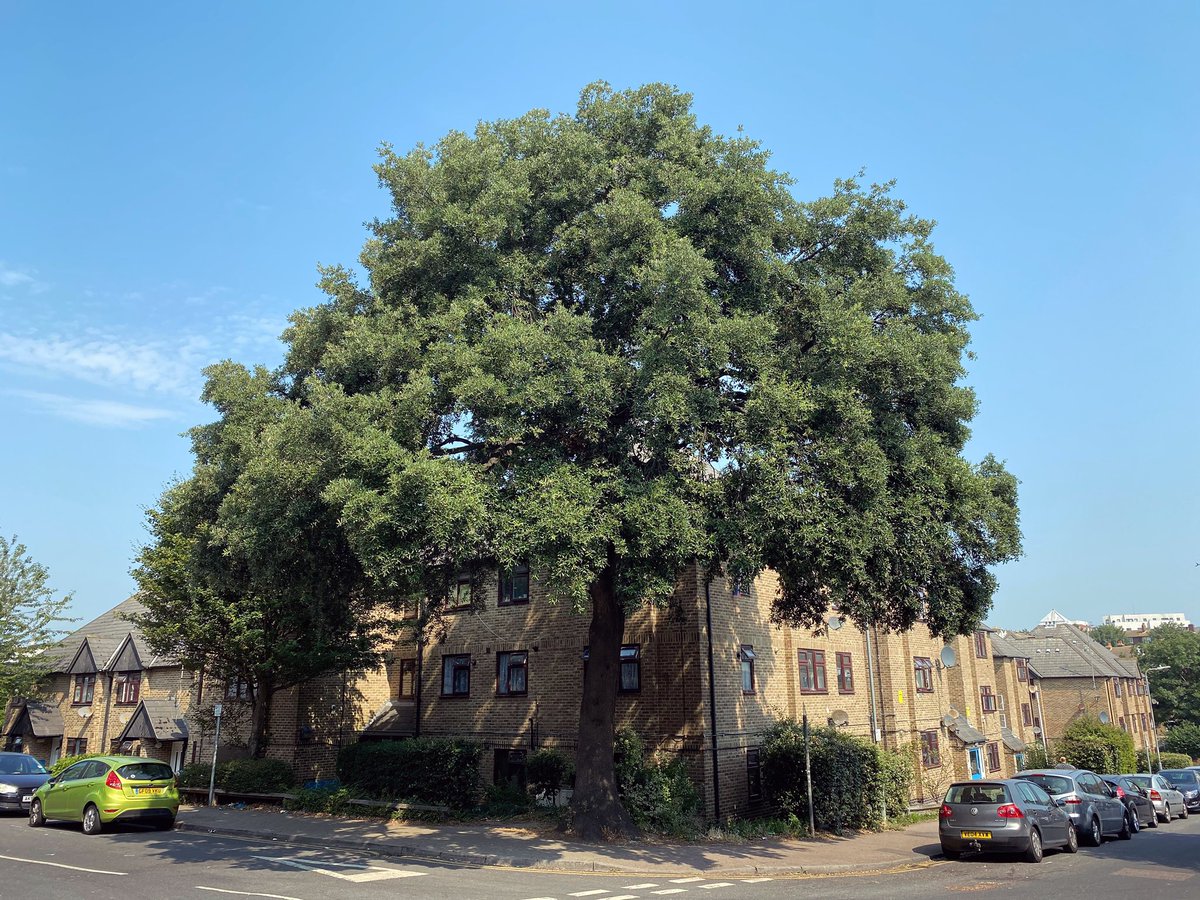 thanettrees's tweet photo. A beautiful majesticHolm Oak in central Margate. Trees like this should have TPOs. They are incredibly important in such a heavily urbanised area.
.
.
.
.
#margate #TPO #lovemargate #holmoak #streettree #margs #margz #treeprotectionorder #urbantree #urbanwoodland #tdc #thanet https://t.co/ef7BvdsJhT