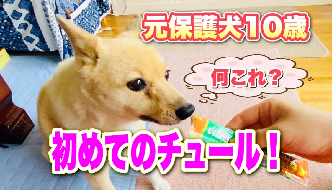 チュール初挑戦 Twitter Search Twitter