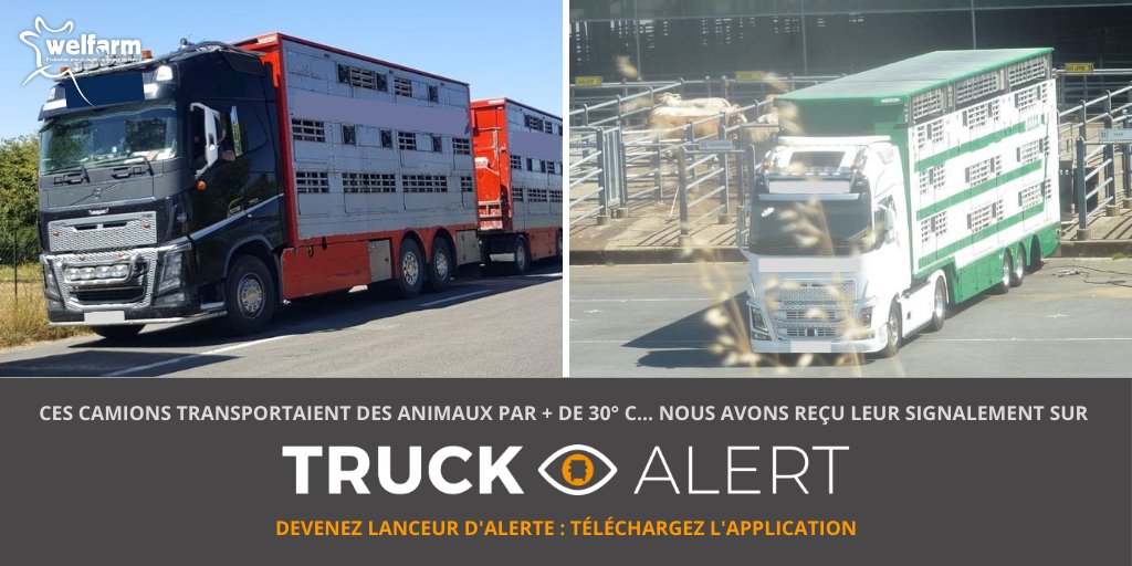 Welfarm's tweet photo. [⛔ #ACTIONTRANSPORTS] Merci à tous ceux qui signalent les transports d'#animaux par + de 30 °C sur #TRUCKalert 🙏
Et surtout de fournir le maximum d’informations : ces détails sont précieux ! 
➡ Téléchargez TRUCKalert : https://t.co/wkFSp5BDIg https://t.co/DdF57tuOIH