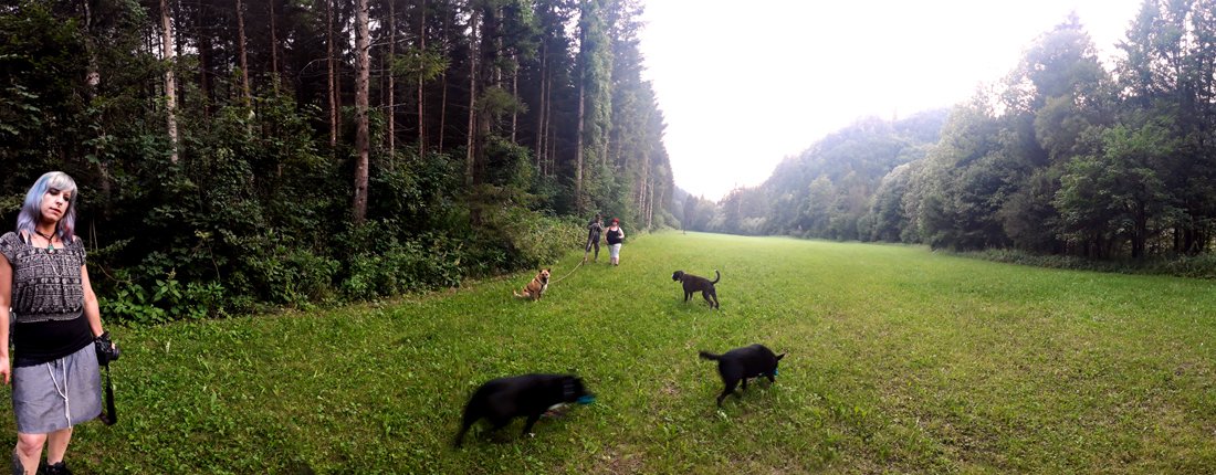 AcGuitars's tweet photo. A snapshot done when working on the #video for #FlyAway, the second song on #Handpicked #ByTheNight
In the foreground, the #leadcharacters, #debri with more dogs than necessary 😄 https://t.co/9sSgRJSuqK