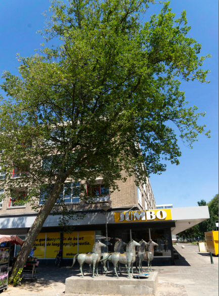 MaartenvanAtten's tweet photo. #Bomen. Hoe #scheef mag een #boom staan? Deze #Ulmus wordt in de nieuwe inrichting opgenomen. Heeft deze boom ondanks de #scheefstand voldoende toekomst? https://t.co/Fjlr6m9jzO