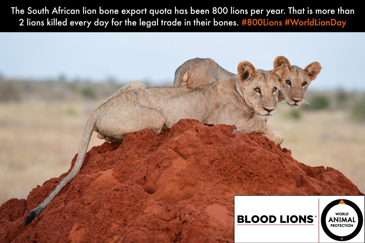 Blood_Lions's tweet image. Q3 – How many skeletons is South Africa able to export per year? #WorldLionDay #800Lions 

@MoveTheWorldAF @BarbaraCreecy_ @environmentza