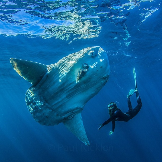 Hoy habemus un hilo importante que agradecería en gordo que me ayudarais a difundir a raíz de recientes acontecimientos🙏 Se trata de un hilo del pez luna (Mola mola). 🧵🐟

#RIPmolamola

Foto de Paul Nicklen