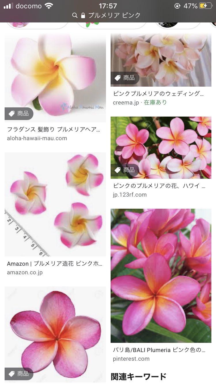 تويتر ぱく على تويتر キアラさんのお花 プルメリアでいい あってるよね T Co Wecasgyqcc