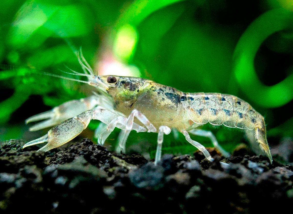 myGoldFishShop's tweet photo. Друзья! Снова у нас в продаже:
#РакКарликовый #кабмареллус, #Моллинезия лира золотая, #Гурами мраморный, #Криптокорина лютея и ещё много интересного!
https://t.co/O6jtg8mmav
#карантиннаябаза #золотаярыбка #mygoldfish #аквариумныерыбки #аквариумныерастения https://t.co/RieV0d0CKE