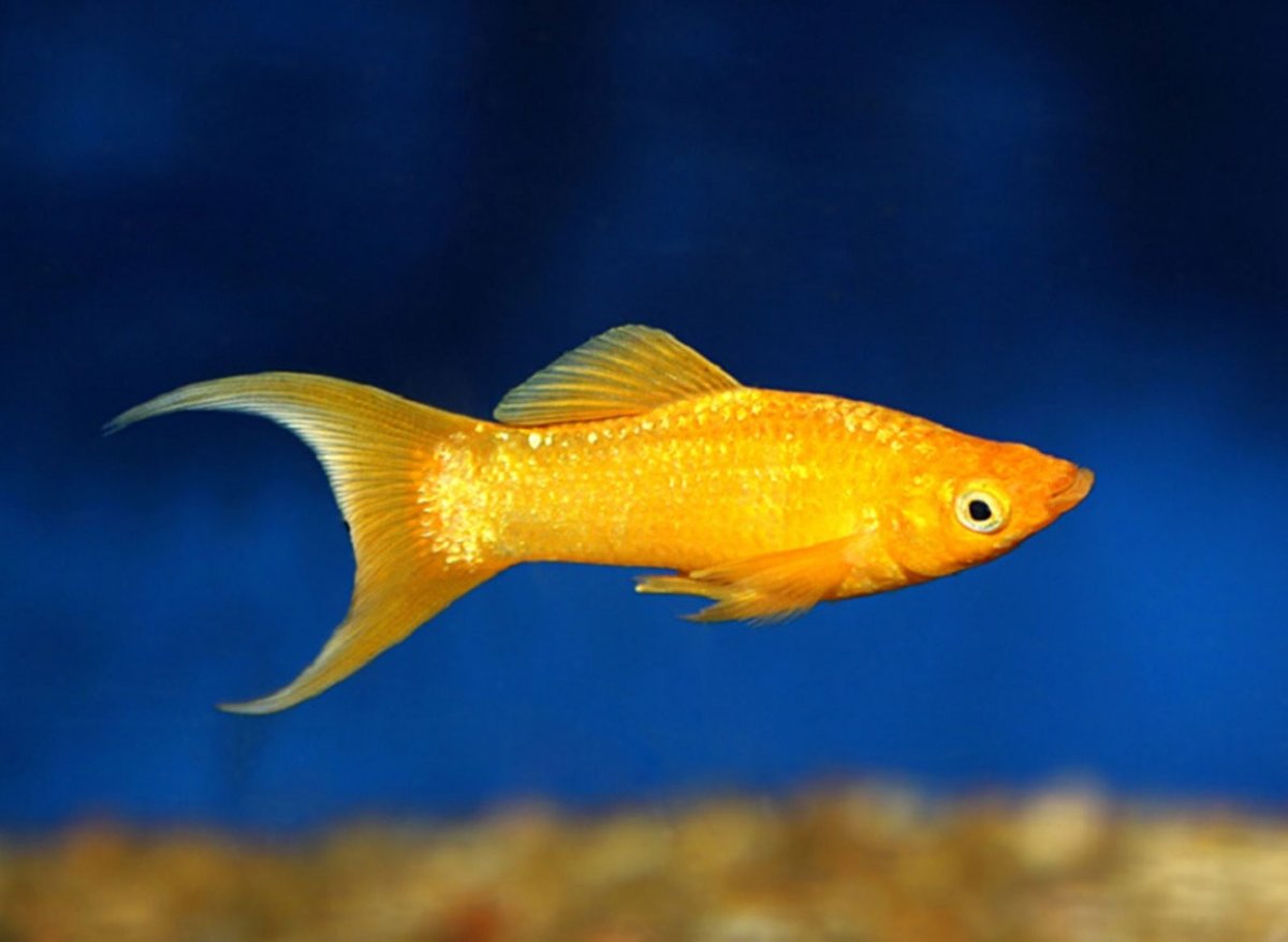 myGoldFishShop's tweet photo. Друзья! Снова у нас в продаже:
#РакКарликовый #кабмареллус, #Моллинезия лира золотая, #Гурами мраморный, #Криптокорина лютея и ещё много интересного!
https://t.co/O6jtg8mmav
#карантиннаябаза #золотаярыбка #mygoldfish #аквариумныерыбки #аквариумныерастения https://t.co/RieV0d0CKE