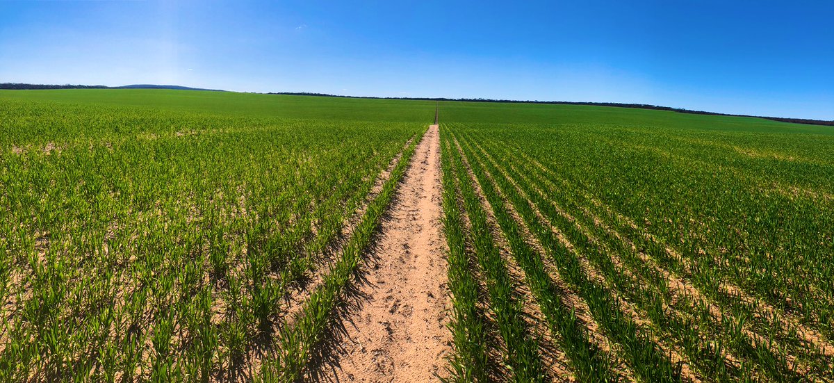 Matt Witney tweet media