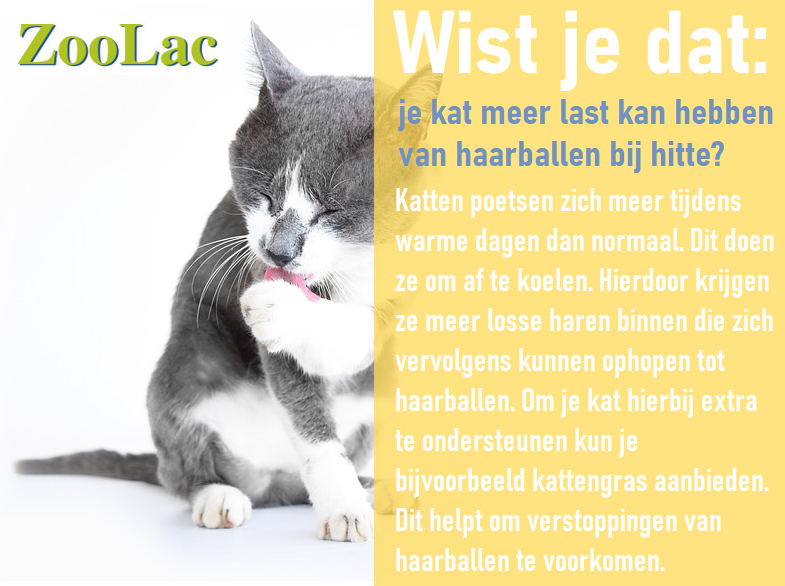 ZoolacPropaste's tweet photo. Vanaf vandaag delen we tijdens de hittegolf elke dag een zomertip zodat je je huisdier optimaal kunt ondersteunen tijdens de hete zomerdagen #hittegolf #summer  #SharingIsCaring #Zoolac https://t.co/aPZ0JeUtMS