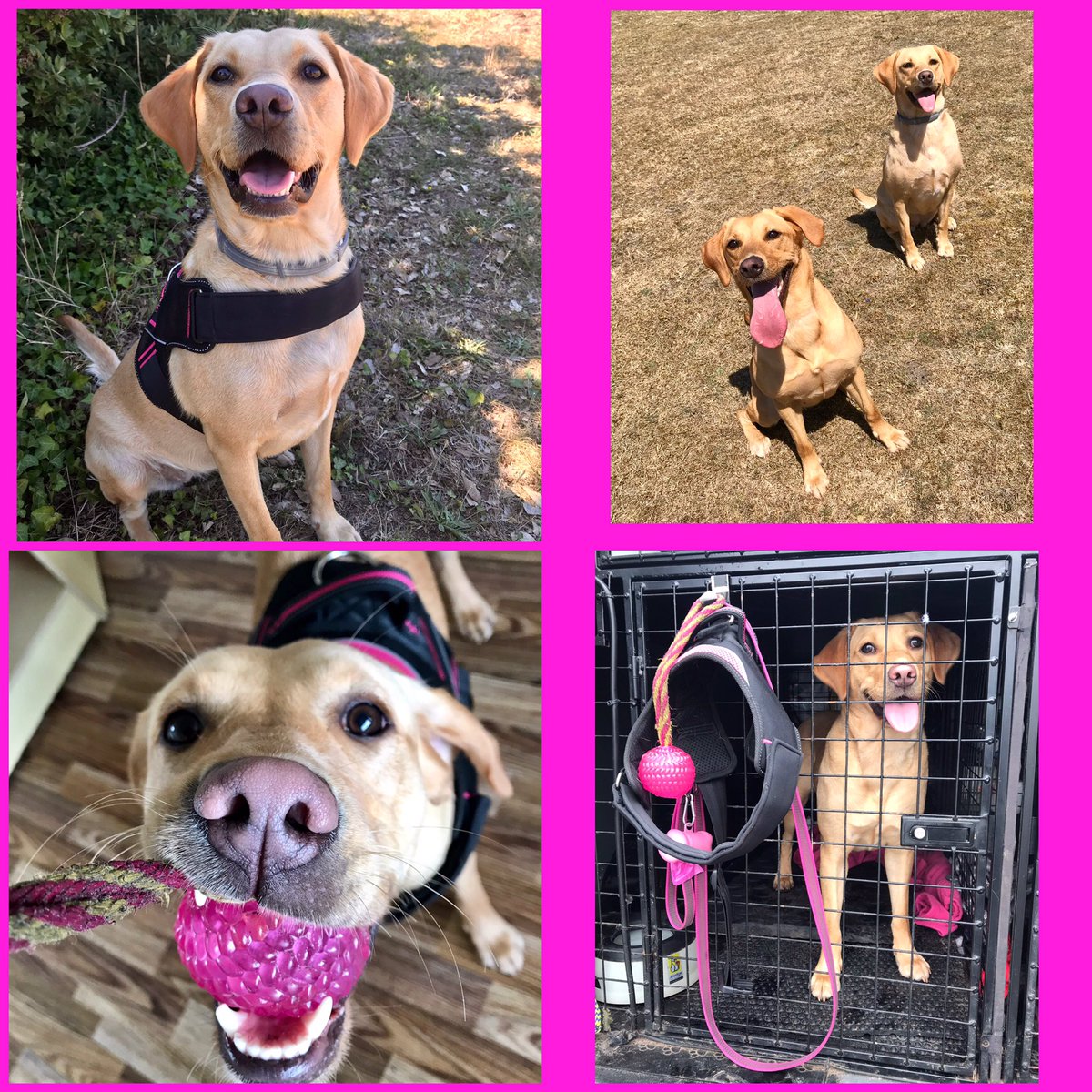 AwesomeSpaz12's tweet photo. Being a TERRIBLE Aunty with a new SATANIC puppy I completely forgot to post this 1s achievements! Miss P has dropped the “T” from TDD PUDDING 💖🐾 Welcome to the world of work my #blondebulldozer #DDPudding #PROUD Can’t wait to get you out on the streets catching “baddies” 💖🐾 https://t.co/YjXNivSBDx