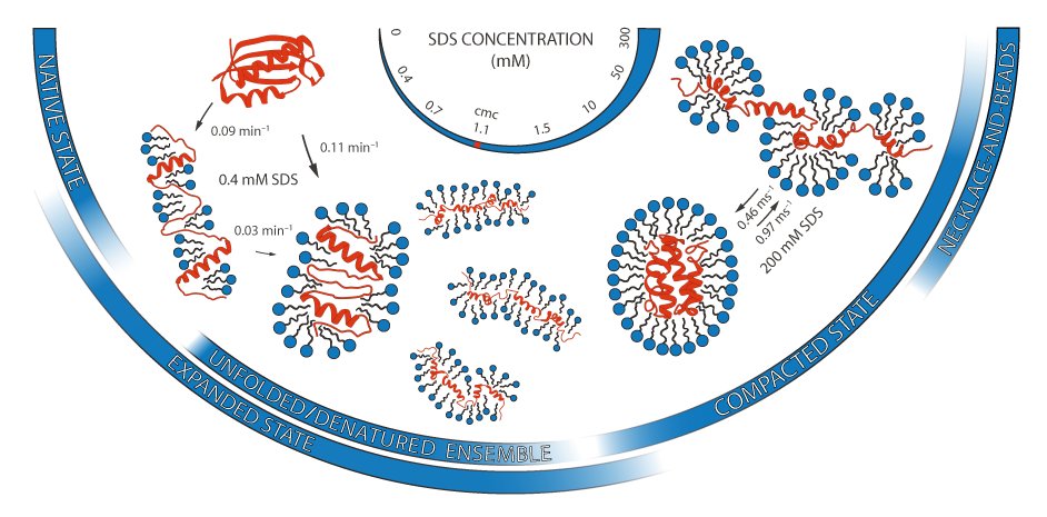 Ever wondered what happens to your protein when you add SDS🎇? Check out our new paper @ChemicalScience 🧪⚗️ ➡️cutt.ly/OdMopxM with fantastic @daniel_otzen & @Schlierf_Lab 👇 #smFRET #proteinfolding @iNANO_AarhusUni @BCUBE_TUDresden