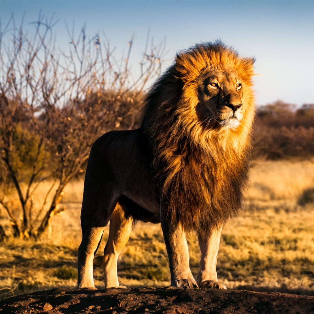 Lions &amp; big cats are born to live wild &amp; roam free. In #SouthAfrica, lions continue to be held captive in small enclosures and killed every day. It is estimated that between 8,000-10,000 of these predators are being held in almost 300 captive predator facilities in the country.