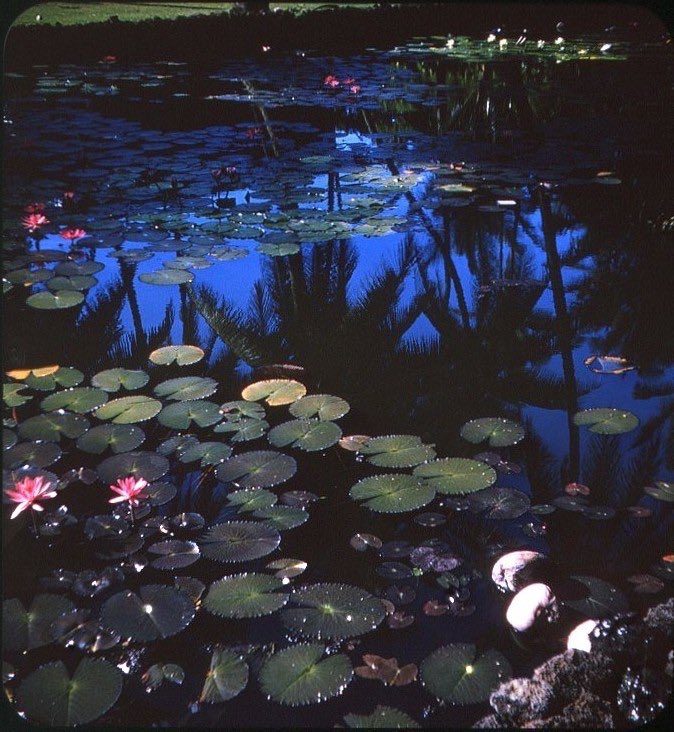 karinasworId's tweet photo. lily pads and reflection, hawaii, 1960s by bruce thomas https://t.co/tbzDfD2kQl