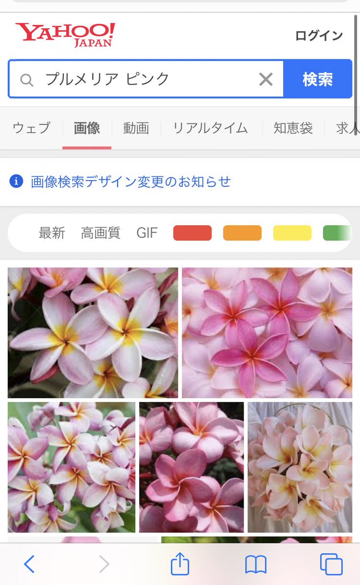 くろみ この花 プルメリアのディバインかも ハワイの花で花言葉は 気品 恵まれた人 日だまり 情熱 内気な乙女 愛を意味し 身に付けると魅力的になるとされる 仏教の献花に用いられ 未婚者は頭の右につける