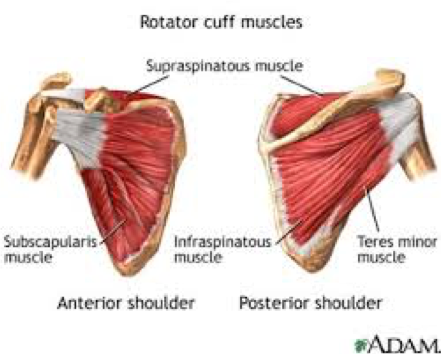 alchemyinmotion's tweet photo. Did you know that nearly 3 out of 5 serious workplace injuries involve tradies? Rotator Cuff injuries are one of the common. Tradies National Health Month this month encourages tradies to look after their health! https://t.co/6FuO8gJMZI #tradie #tradielife #rotatorcuff #physio https://t.co/bjnSZ0JXWt
