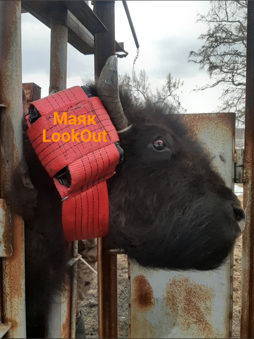 SSoftProduction's tweet photo. https://t.co/n3LIc2mmQB GPS tracker LOOKOUT approved for canadian bison monitoring in Yakutia https://t.co/YmG5o4frlB