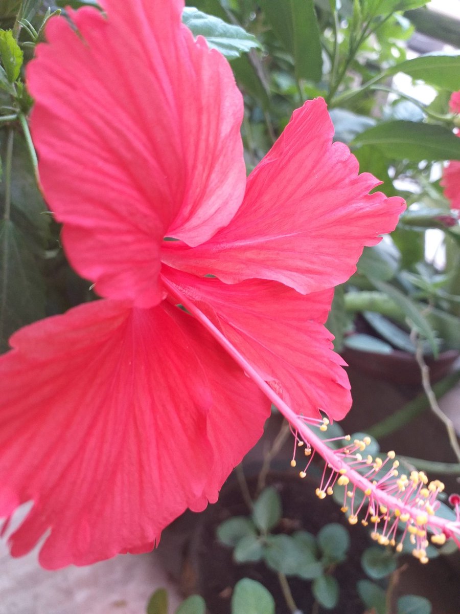 Shellyagg2809's tweet photo. #Hibiscus tea has been known to prevent hypertension, lower blood pressure, reduce blood sugar levels, keep your liver healthy, help with menstrual cramps, help with depression, aid digestion &amp; help with weight management. Its rich in Vitamin C, contains minerals .
#homegarden https://t.co/HdHlKd4zmo