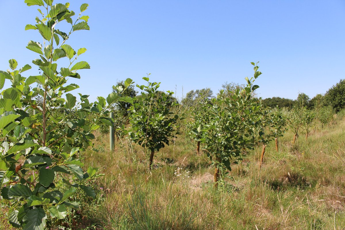 chrisHD1970's tweet photo. Little Cowbridge Wood developing well in year 2. @groundcontrolGC#nativetreeplanting 
@EvergreenFund https://t.co/pAegYPeHjC