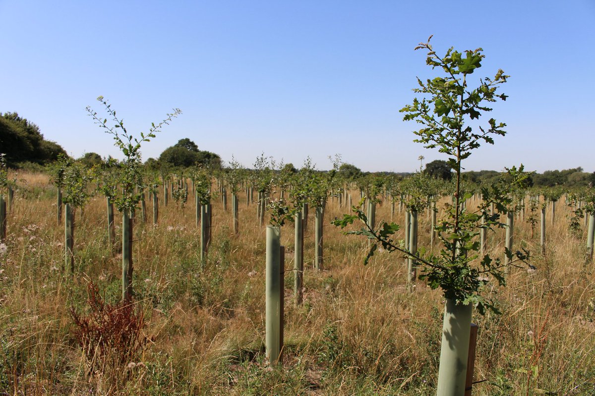 chrisHD1970's tweet photo. Little Cowbridge Wood developing well in year 2. @groundcontrolGC#nativetreeplanting 
@EvergreenFund https://t.co/pAegYPeHjC