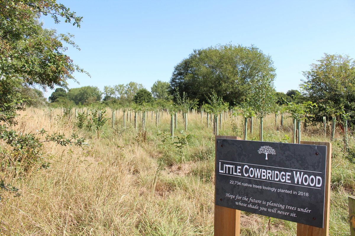 chrisHD1970's tweet photo. Little Cowbridge Wood developing well in year 2. @groundcontrolGC#nativetreeplanting 
@EvergreenFund https://t.co/pAegYPeHjC