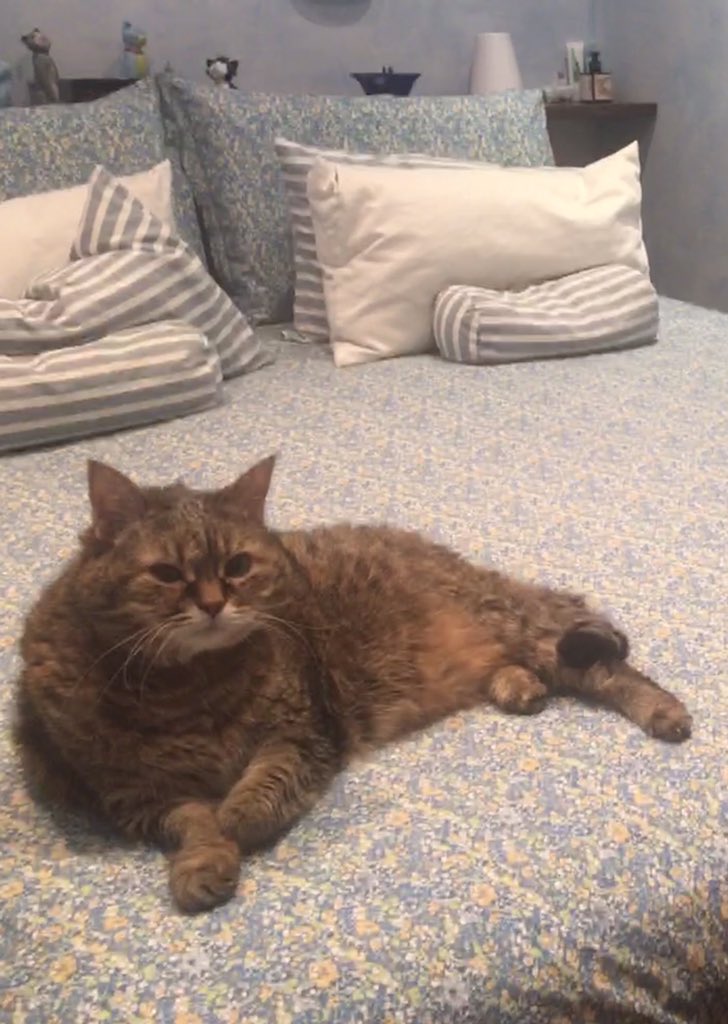 Ieri 9 agosto 2020, dopo 15 anni insieme te ne sei andata lasciandomi nel dolore ...
FUJIKO ti amo e sarai per sempre dentro me ...
Ti ho accompagnata con le parole d’amore che solo una mamma può dedicare alla sua bambina ❤️
Grazie amore mio ❤️