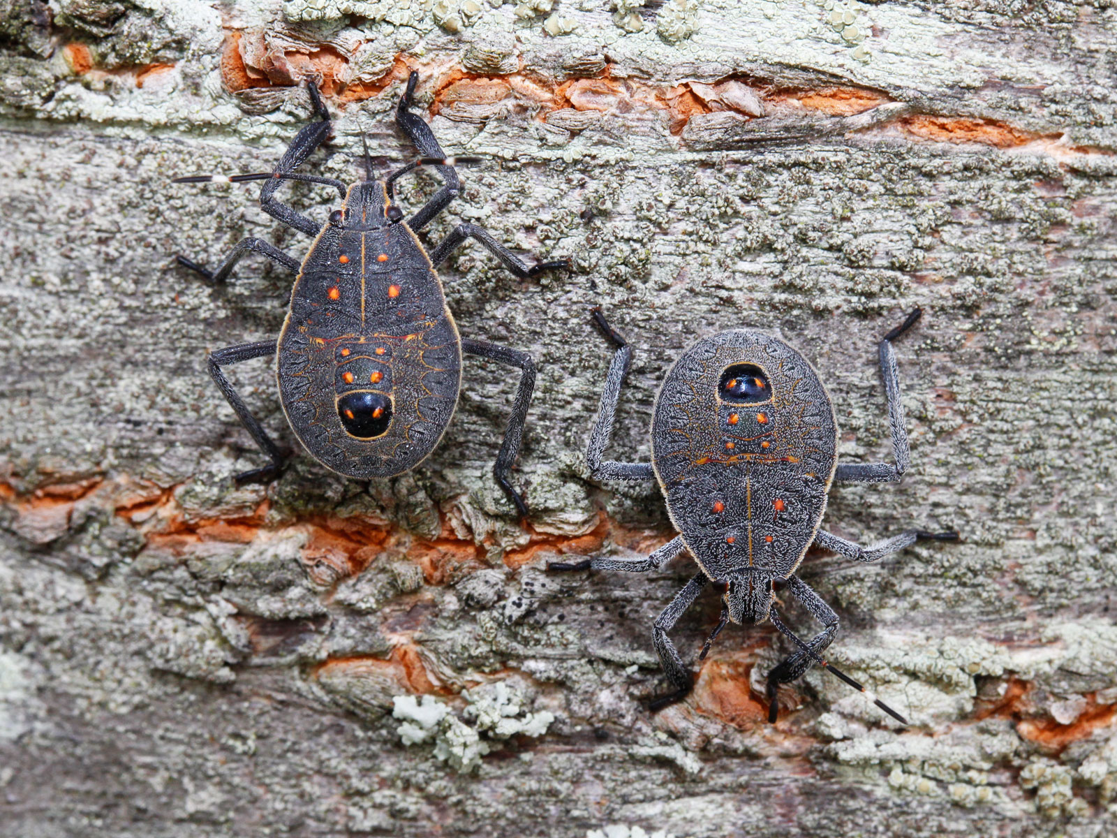 川邊 透 見たことない珍しい虫を見つけました という質問でとても多いのがキマダラカメムシの幼虫 この頃はメールを開かなくてもタイトルの雰囲気で察しがつくようになってきた 成虫や脱皮殻でも質問が来る 昆虫質問界の王様 でも 温暖な都市部