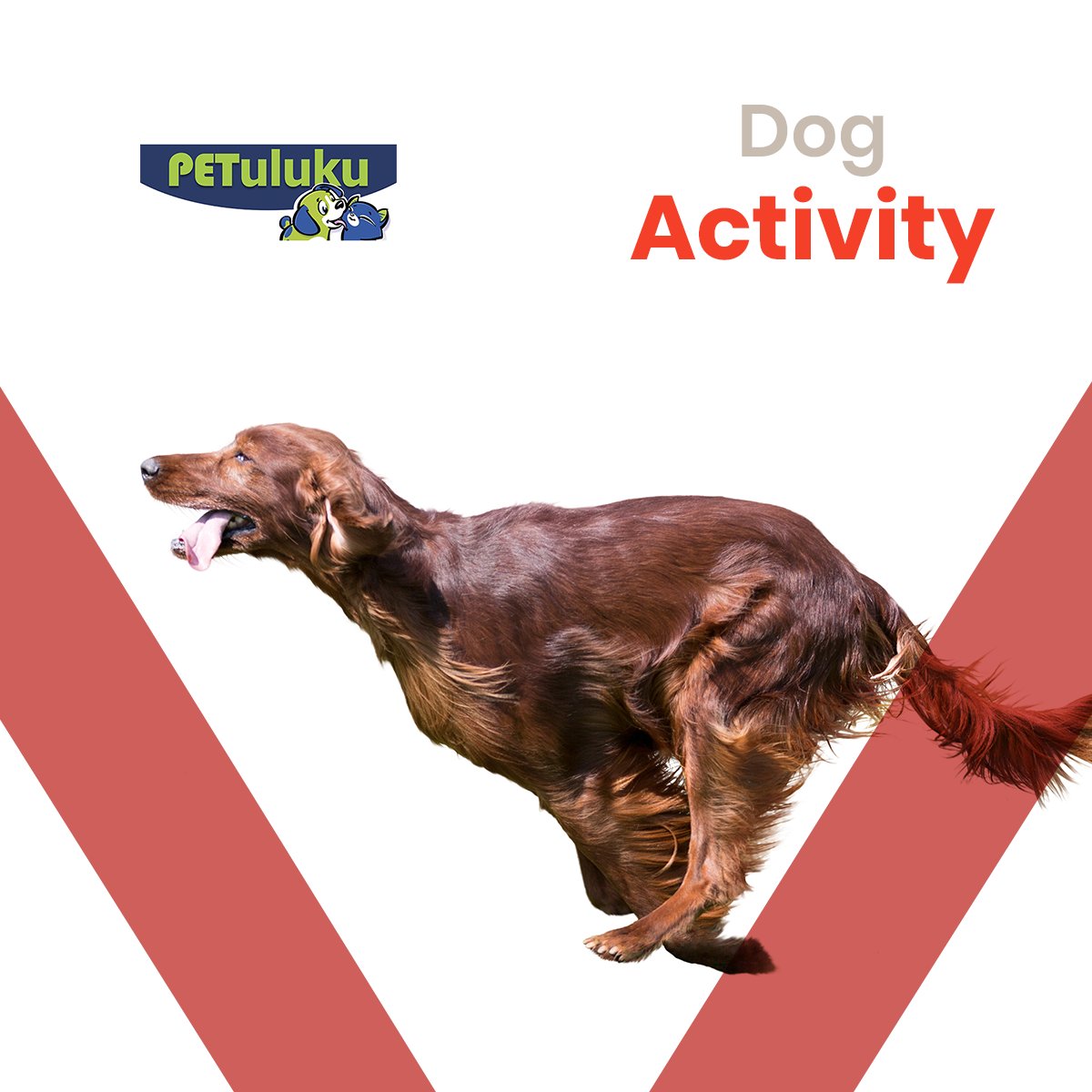 MadridSurCC's tweet photo. ¿Quieres descubrir cómo entrentar a tu perro de forma divertida? 🤔
Descubre la #DogActivityGamleBox de @Petuluku en #CCMadridSur 🐶 ¡Apto para todas las edades! ➡ https://t.co/wig6chckv6
#Petuluku #EducaciónAnimal #Perros https://t.co/RNQVagCHAk