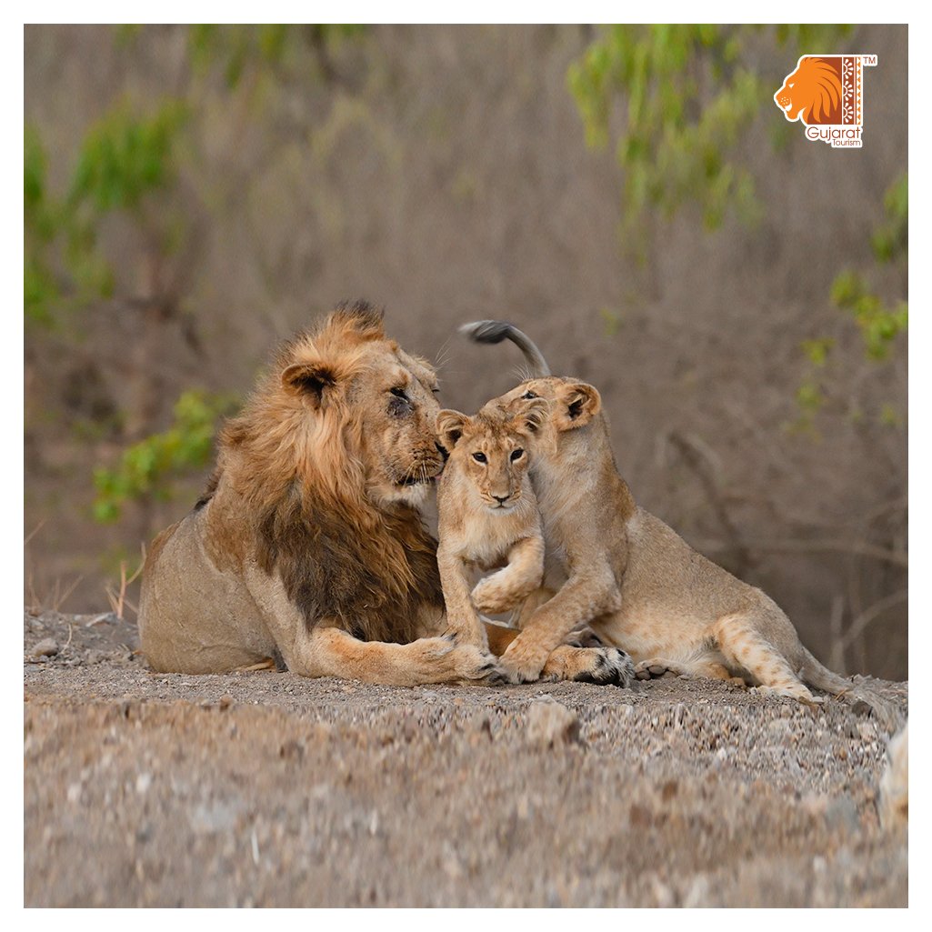 Gujarat Tourism on Twitter: Gujarat Tourism on Twitter: