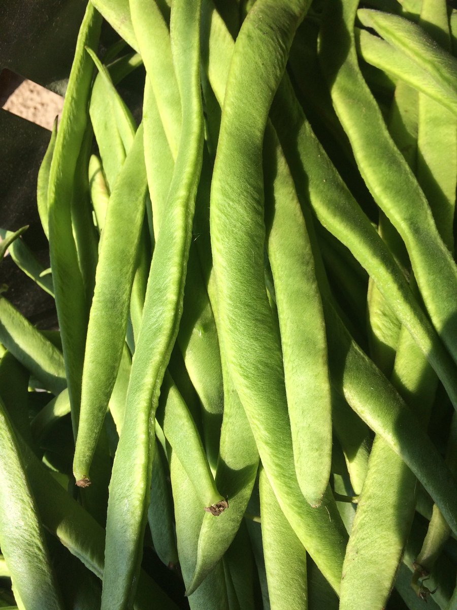 Freshly picked #runnerbeans at #Llynclyshallfarmshop.