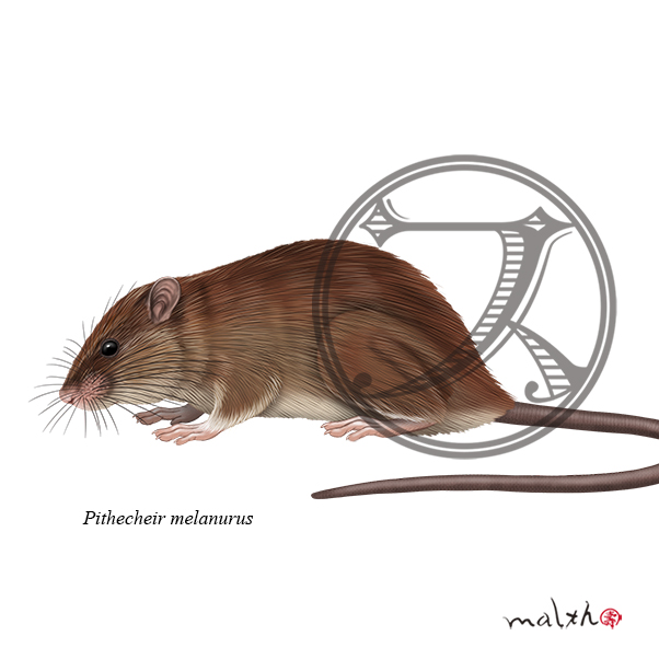 動物図鑑のtwitterイラスト検索結果 動物図鑑のtwitterイラスト検索結果