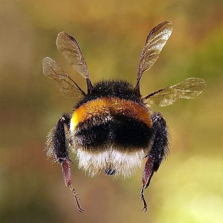 TheHavenProjec3's tweet photo. It's hot, it's Monday and this is a cut bee!!
#personalitydisorder 
#personalitydisorderservices
#borderlinepersonalitydisorder https://t.co/nGN8VkAiwc