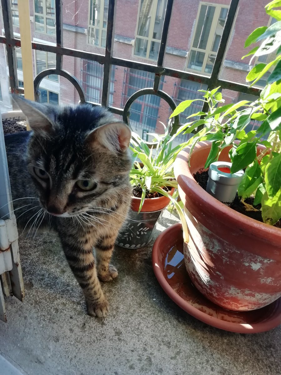 Pablo54289093's tweet photo. Cette #plante n'est pas faite pour être mangée ? Désolé humaine! Je ne parle pas ton language et ne comprends donc pas ta demande 😇 #Pablo #CatsOnTwitter #CatsOfTwitter #chats ps j'étais surveillé de près par l'humaine pour ne pas tomber pendant la grande aération #canicule2020 https://t.co/FqZ37ccCaE