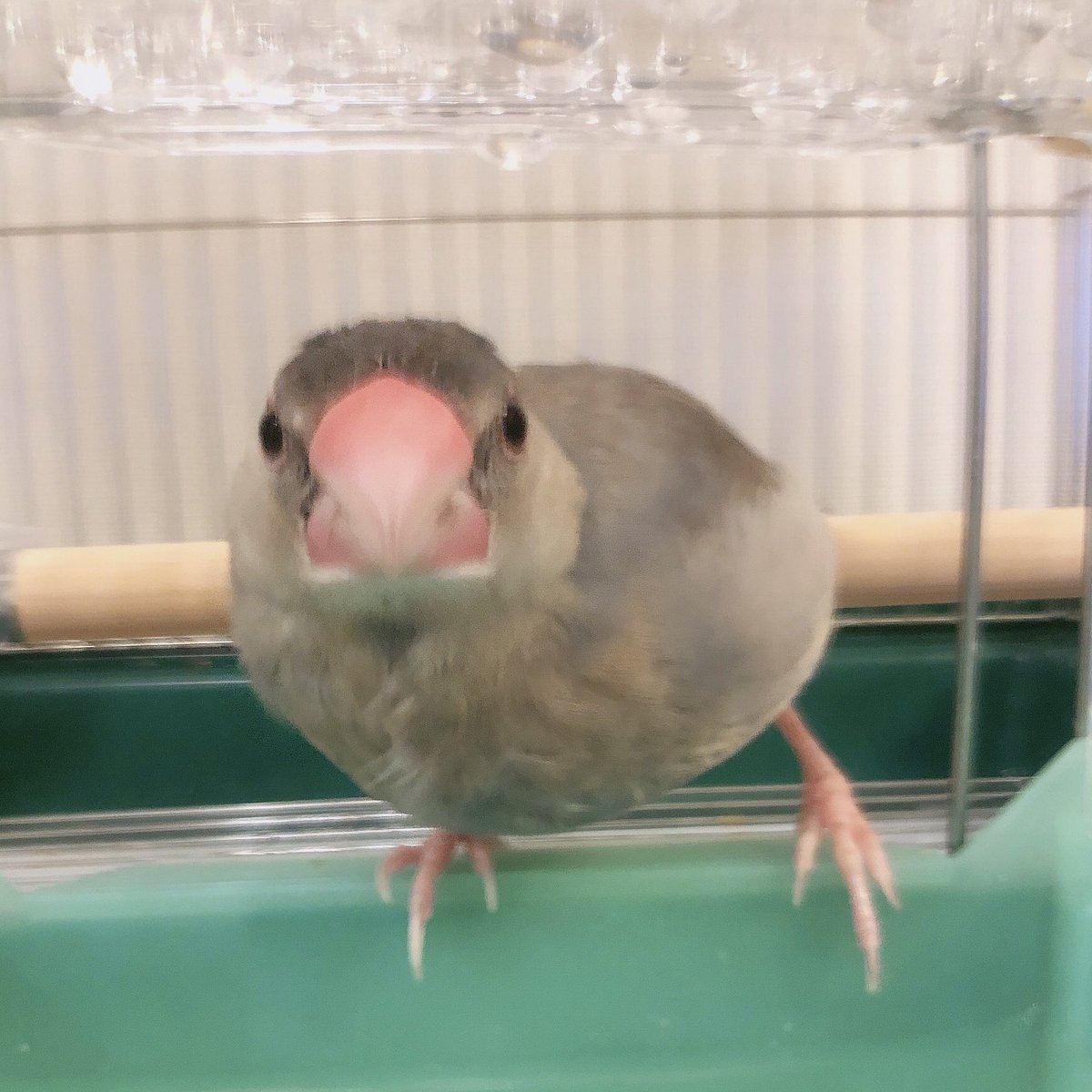 文鳥かわいい 文鳥かわいい