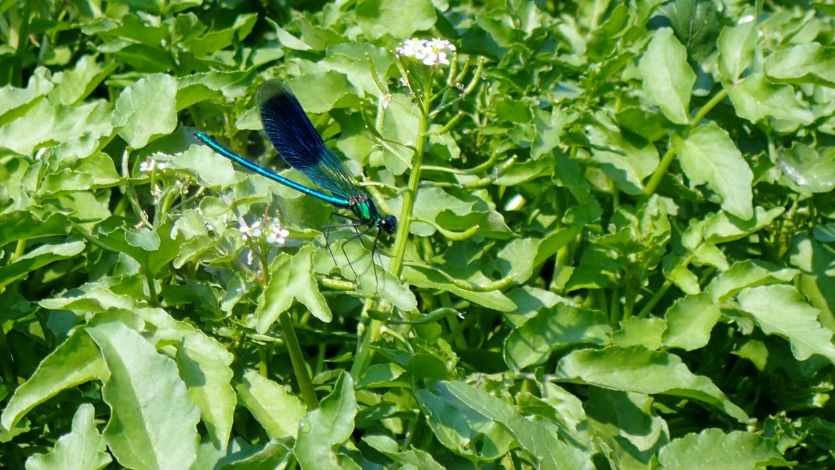 Westsuffolk Hashtag On Twitter