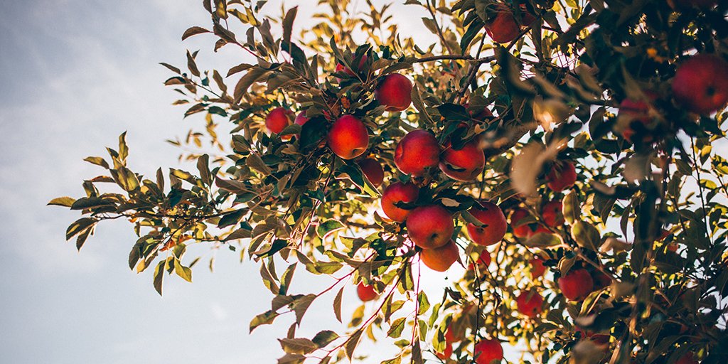 NOT SEEING RESULTS? FEEL LIKE GIVING UP? CONSIDER THIS: THE LAST THING TO GROW ON A FRUIT TREE...IS THE FRUIT. 

Some days, when the stress of owning a business is at its peak, it's the "not giving up" that is the greatest favour you can do for your future self.