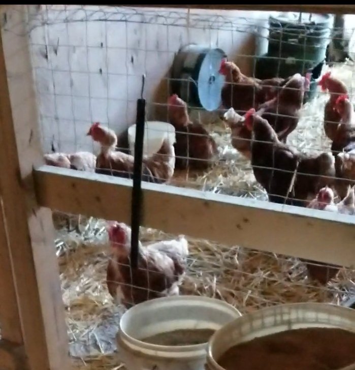 38/These are my families chickens, and I assure you this is not how chickens work. If you have a chicken, and buy another one, you have two chickens. 1+1=2. If they have 1 offspring. You have 3 chickens. 2+1=3. And we teach this for a very good reason....