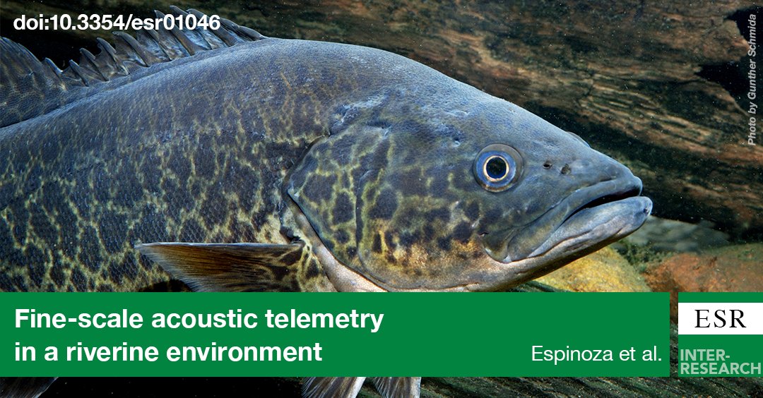 ESR_IR's tweet photo. Check out the latest collaborative research by Tom Espinoza and colleagues to inform conservation management of the endangered Mary River cod (Maccullochella mariensis) #Australianfish #fishmovement #fishhabitat #collaboration
https://t.co/ysYU2Uc21t https://t.co/fbwD6X5P6G