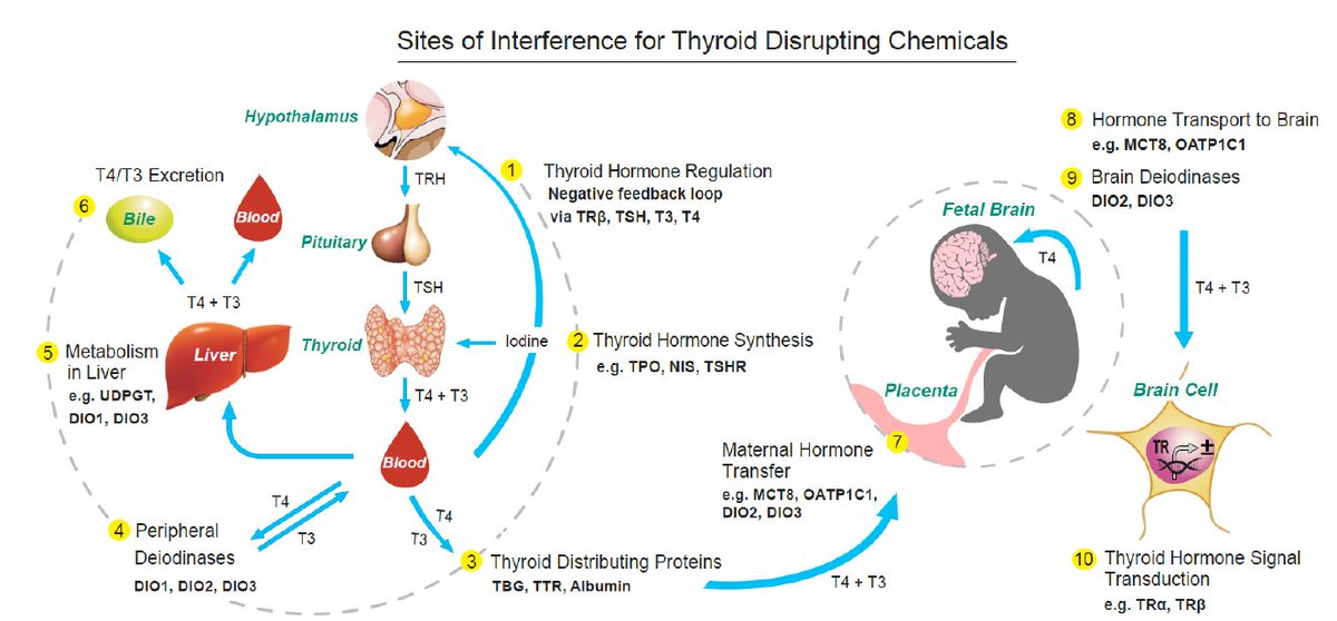 thyragestudy's tweet photo. Chemicals dirsrupting thyroid hormone signalling can act at multiple levels, potentially harming children's brain development without being noticed @TheEndoSociety https://t.co/UGRyBZy7NP #thyroid #endocrinedisruptors #toxiccocktail #brain #pregnancy https://t.co/ggxaTx0Ja2