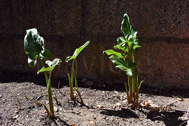 MavicfeC's tweet photo. Calla Lily Plants | Nature Background Photography
https://t.co/LLCuRUGKzz
Available on https://t.co/NKAfC1BlRW

#Photography #CallaLily #flowerless #sinflor #closeup #garden #leaves #hojas #verde #green #jardín #nature #flora #background #plant #decorative #AdobeStock #mavicfe https://t.co/CIHocoFt1g