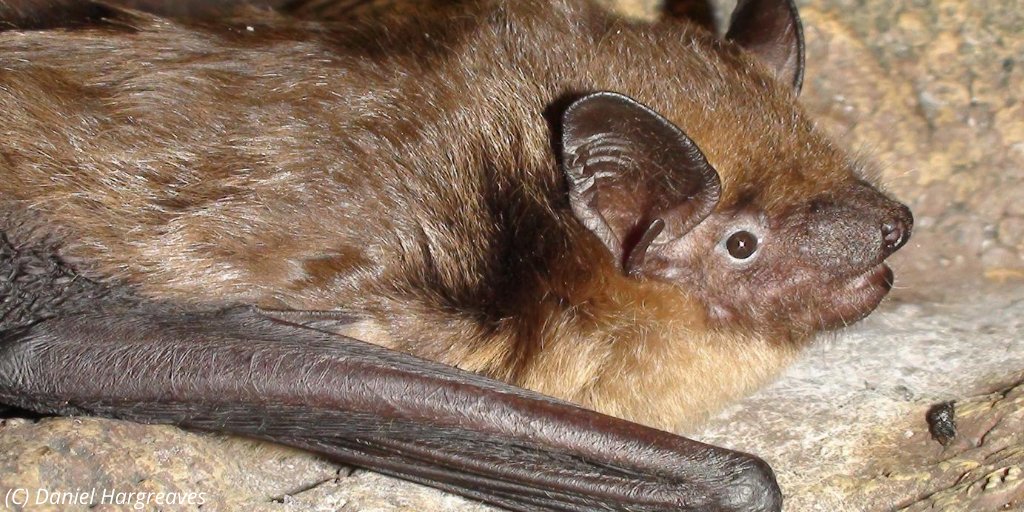 Mammal_Society's tweet photo. #MammalsAtRisk #SerotineBat MAIN THREATS:
The serotine bat is vulnerable to extinction in Great Britain and this is likely to be the consequence of declines in prey &amp; habitat. They are associated with pasture &amp; parkland where they feed on large beetles &amp; moths 🦇 https://t.co/8jTIe0T7aQ